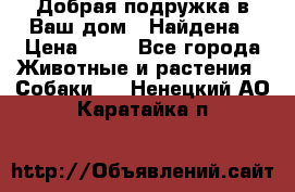 Добрая подружка,в Ваш дом!!!Найдена › Цена ­ 10 - Все города Животные и растения » Собаки   . Ненецкий АО,Каратайка п.